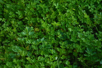 Obraz premium Parsley, mint, dill and onion are consumed naturally and my health is beneficial