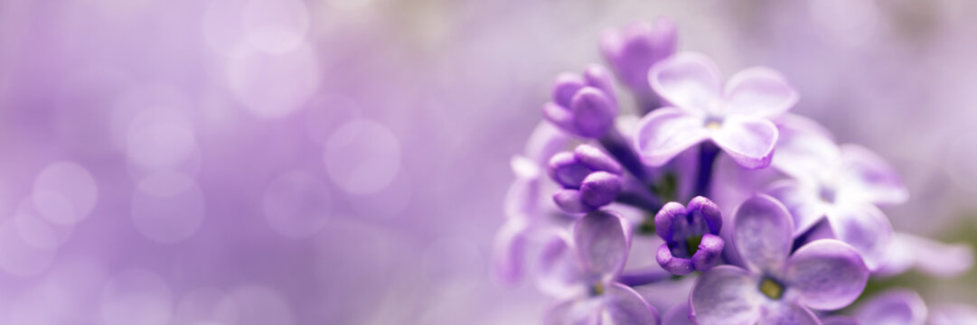 Fototapeta Lilac flowers spring blossom