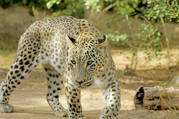 leopard walking in search of food