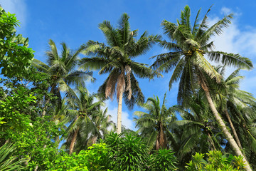 Fototapeta na wymiar Green palm trees in forest
