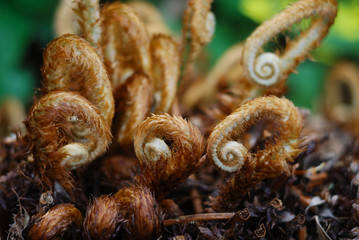 Furry Fern