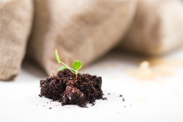Young sprout with a soil lump close up against the background of the filled bags