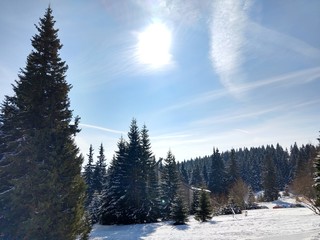 Nature under the snow during winter. Slovakia