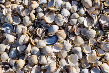 Muscheln und Schnecken an der Nordsee