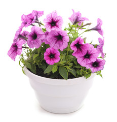Colorful petunia in the pot. - obrazy, fototapety, plakaty
