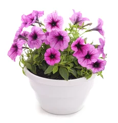 Fotobehang Colorful petunia in the pot. © voren1