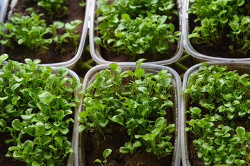 Little green seedlings growing in pot. Plants and gardening.