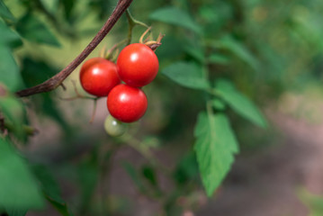 Growing ripe cherry tomatoes close up