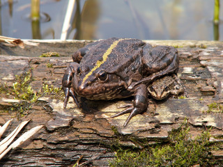The frog, which sits on a tree
