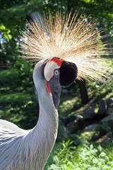 Fototapeta premium Crowned crane on a green background