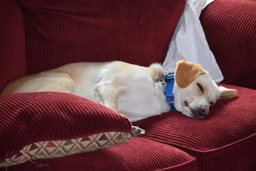 Sleeping Dog