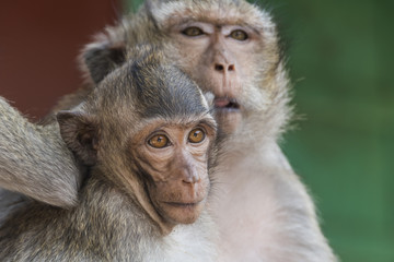 The monkeys of Wat Leu Temple Sihanoukville Cambodia