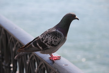 bird