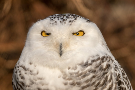 Snowy Owl Portrait
