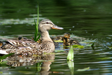 Duck with a duckling in a pond. Close-up
