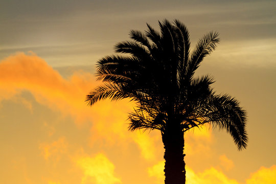 silhouette of palm trees in the sunset