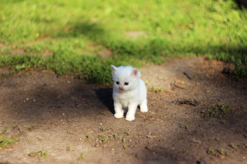 A small white kitten standing on green grass on a Sunny day. Mammal