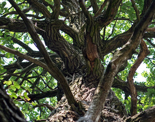 A big trunk of the branchy tree
