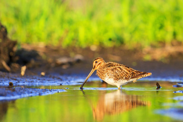 snipe wandering in the warm summer puddle