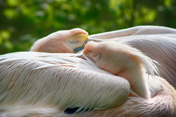 Fototapeta premium two white pelicans are slipping outdoors