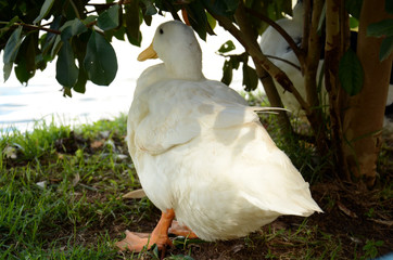 Pato