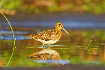 perfect hunting trophy-snipe