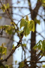 horse chestnut on tree