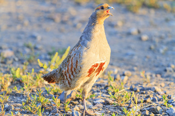 Gray partridge sings a song in the summer morning
