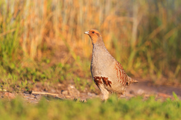 Gray partridge is on spring path