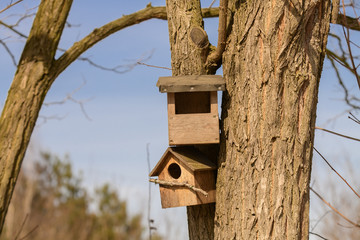 Zwei Nistkästen an einem Baum