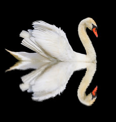 white swan is isolated on a black background