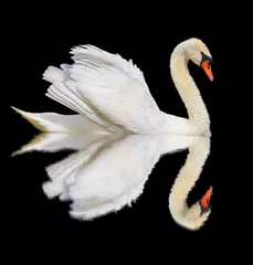 Acrylic prints Swan white swan is isolated on a black background
