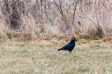 The rook seeks food in the field. He has a big nut in his beak
