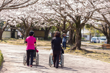 満開の桜の下の老人たちの散歩2