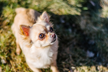 Portrait of a cute chihuahua sitting on a grass and looking around