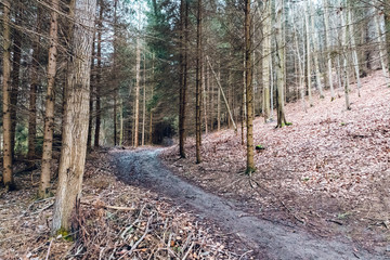 Forest hiking trail in a deep forest. On the hillside