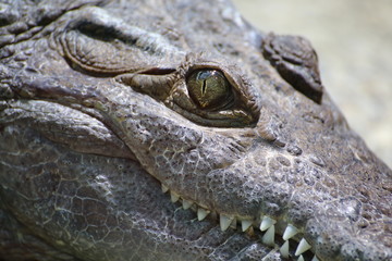 Obraz premium crocodiles