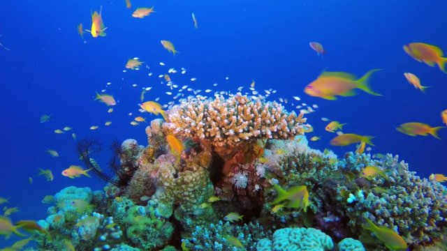 Tropical Blue-Green Chromis Fish. Picture of colorful scalefin anthias fish and blue-green chromis fish in the tropical reef of the Red Sea Dahab Egypt.