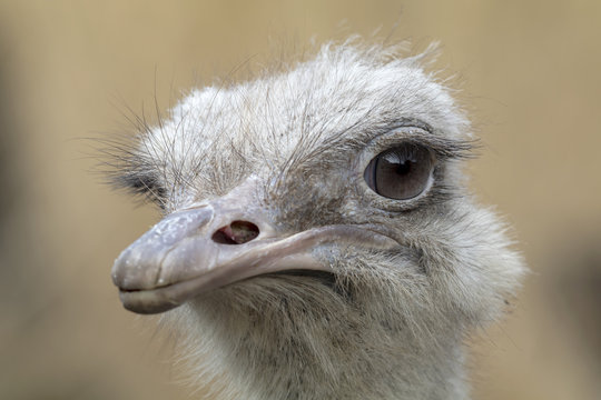 Common Ostrich portrait