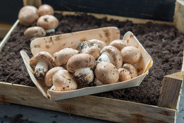 Cultivation of brown champignons mushrooms, grow in underground nature caves in France, ready for harvest