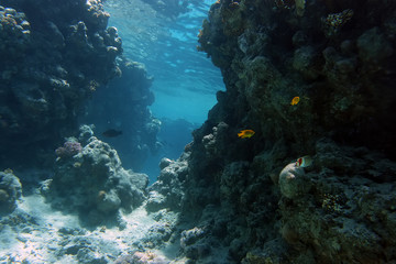 Naklejka na ściany i meble Coral and fish in the Red Sea.Egypt