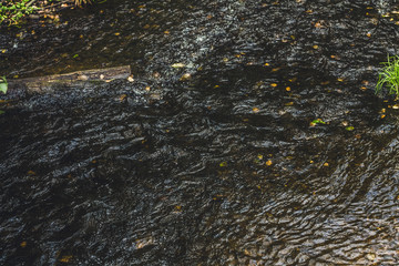 A mountain stream with a rapid current in a green summer forest.