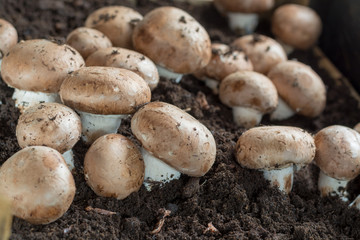 Cultivation of brown champignons mushrooms, grow in underground nature caves in France, ready for harvest