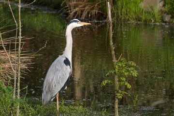 Graureiher im Wasser 11