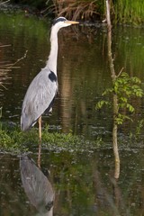 Graureiher im Wasser 13