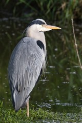 Graureiher im Wasser 8