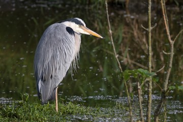 Graureiher im Wasser 7