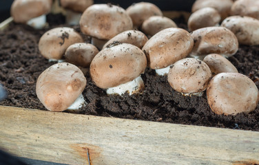 Cultivation of brown champignons mushrooms, grow in underground nature caves in France, ready for harvest