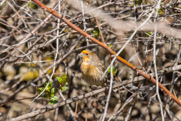 House Finch (Male Yellow Variant) #6