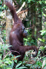 Orangutans in the forest in Borneo, Indonesia